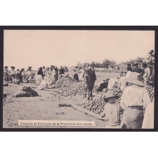 CORRIENTES ANTIGUA TARJETA POSTAL COSECHA DE NARANJAS